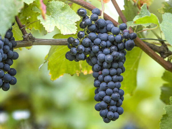 Международный день Сира