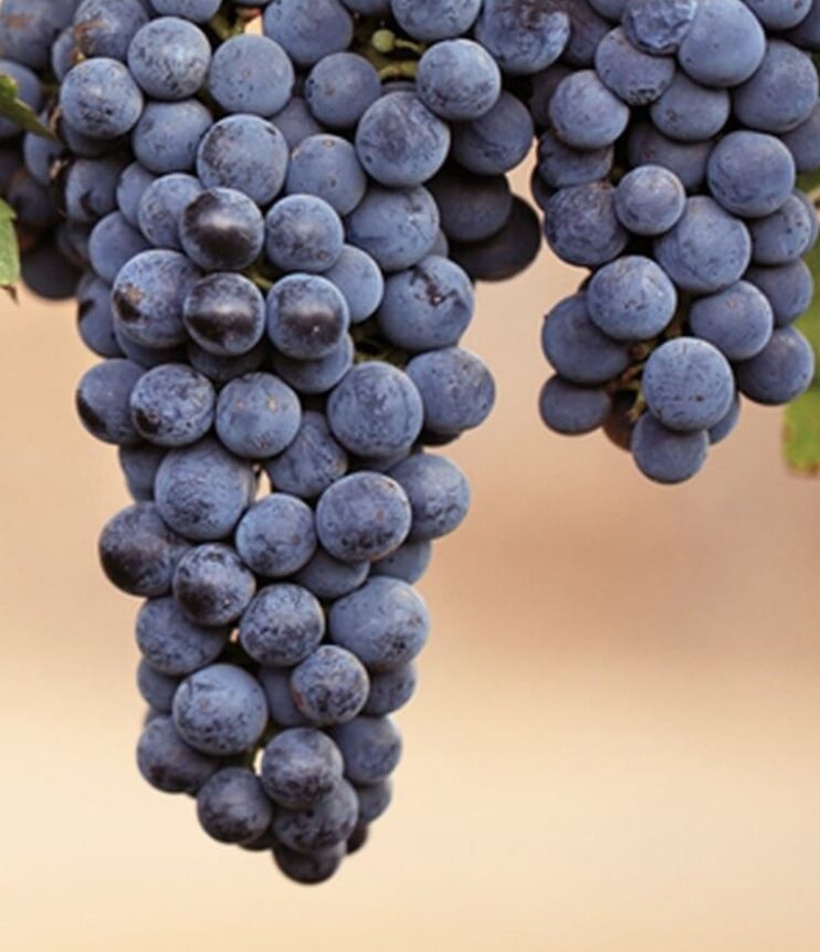 Международный день Мальбека