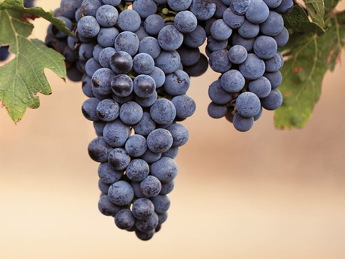 Международный день Мальбека