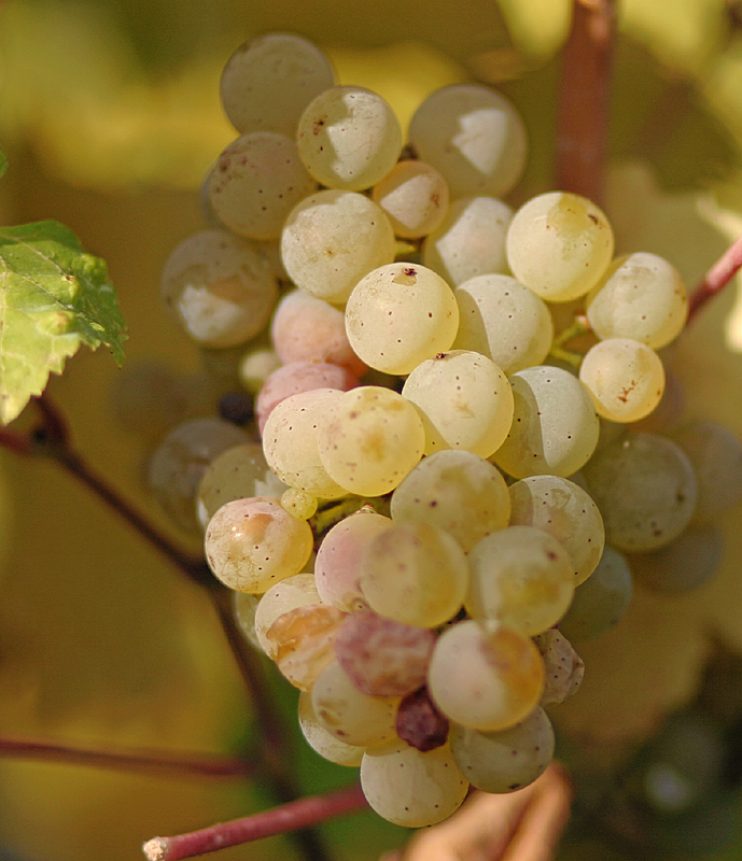 Riesling_grapes_leaves